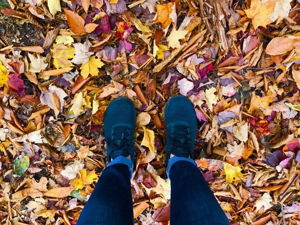 Autumn leaves in Algonquin Park